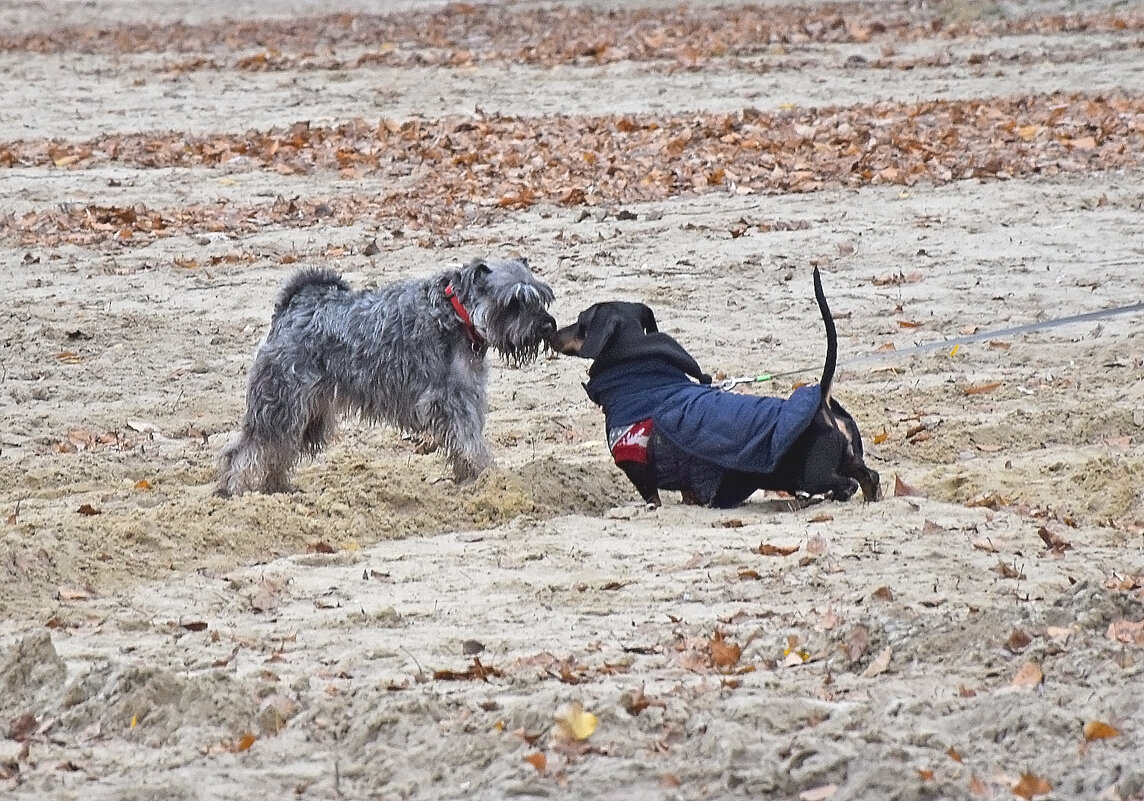 Знакомство. - Валентина Нефёдова Знакомство. - Валентина Нефёдова