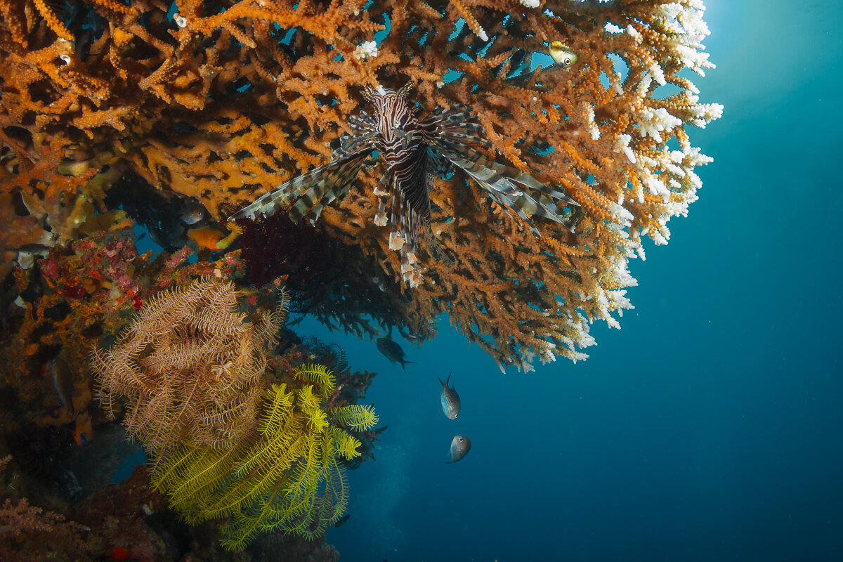 Вверх тормашками... - алексей афанасьев