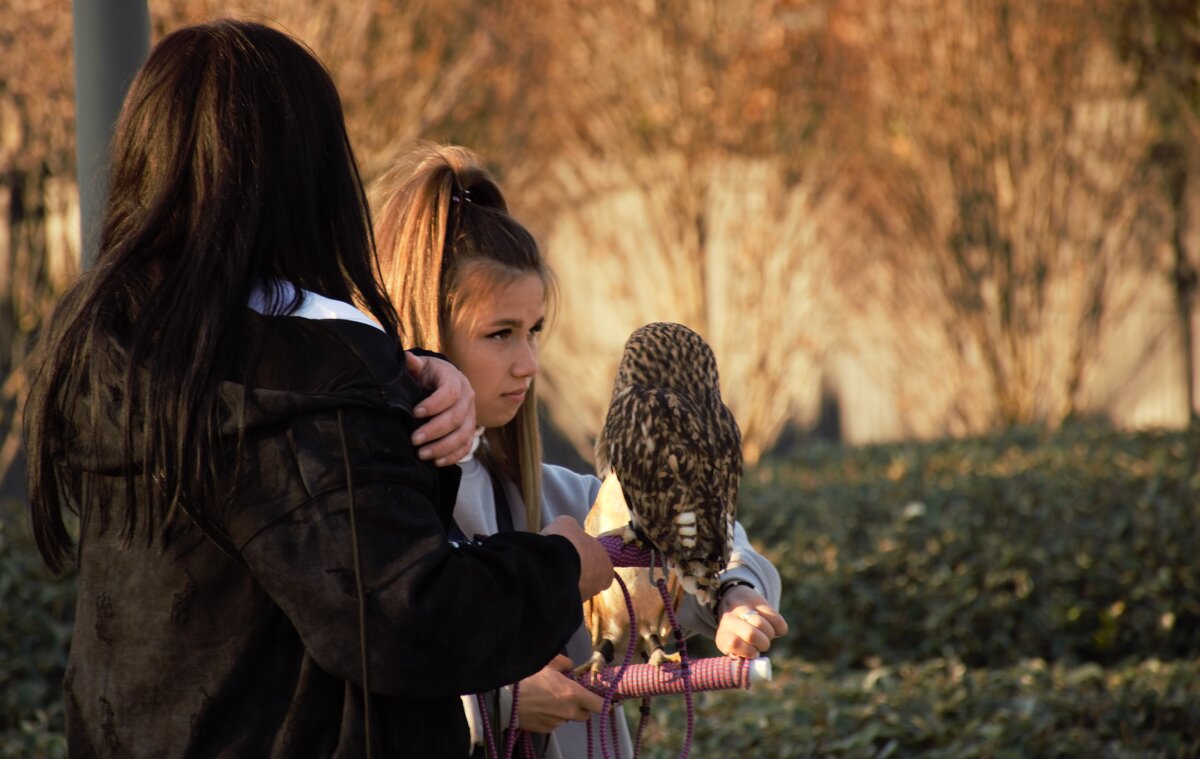 Девочки и совы - Юрий Полторыхин.