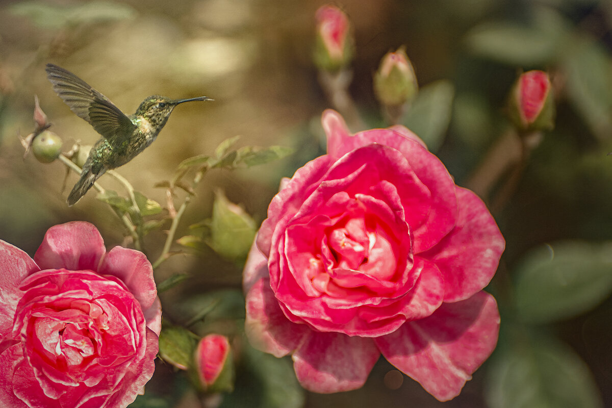 Колибри - Svetlana Galvez