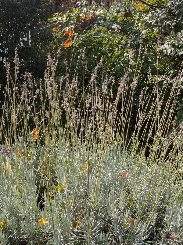 Природа - Натали 