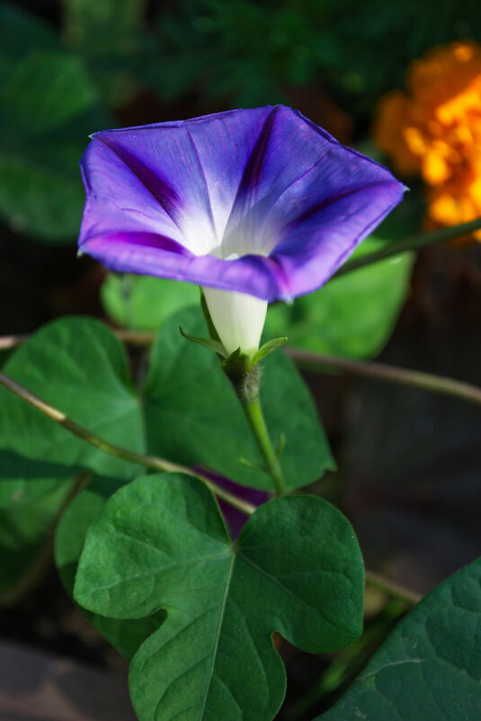 Ипомея - Александр Лычагин