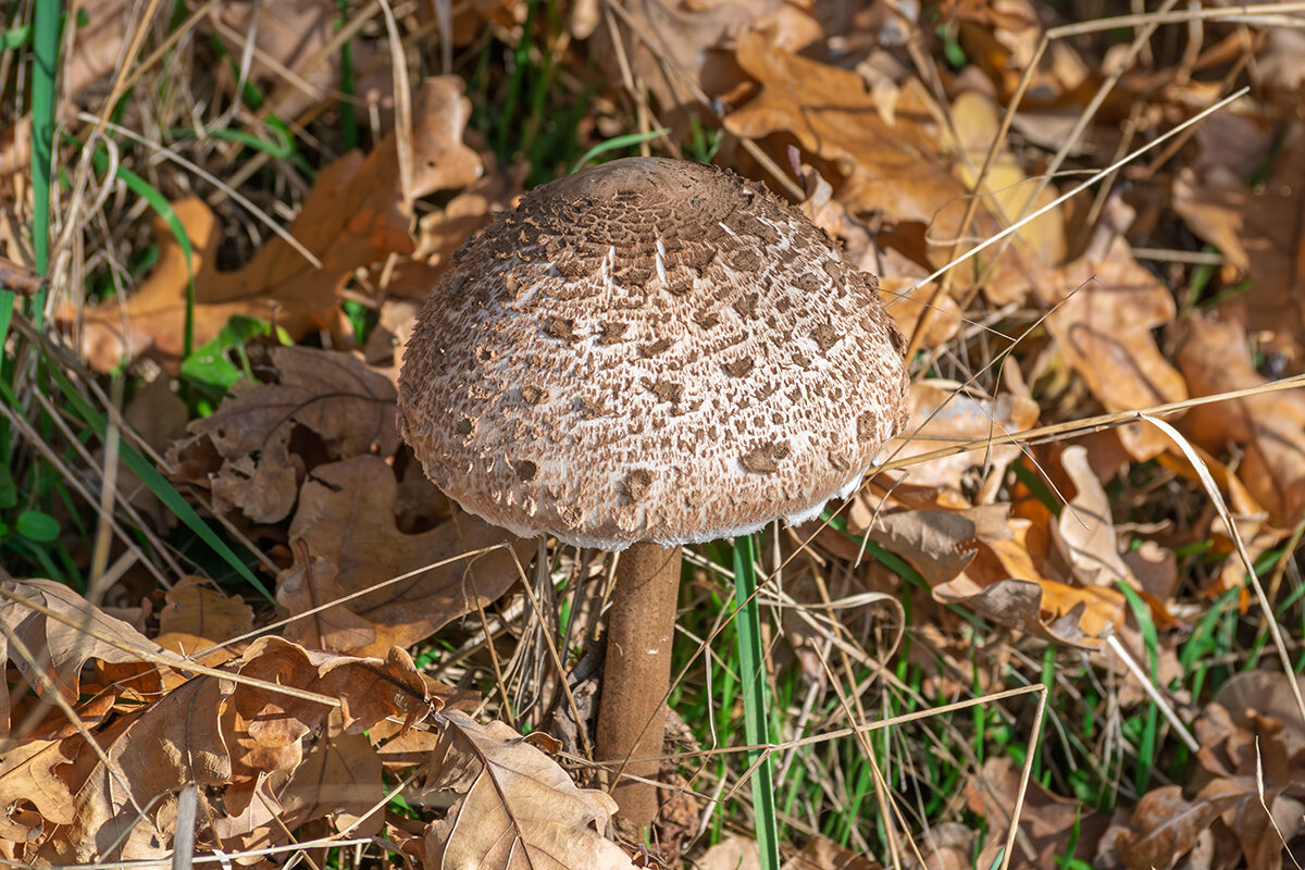 Гриб-зонтик пёстрый - Игорь Сикорский