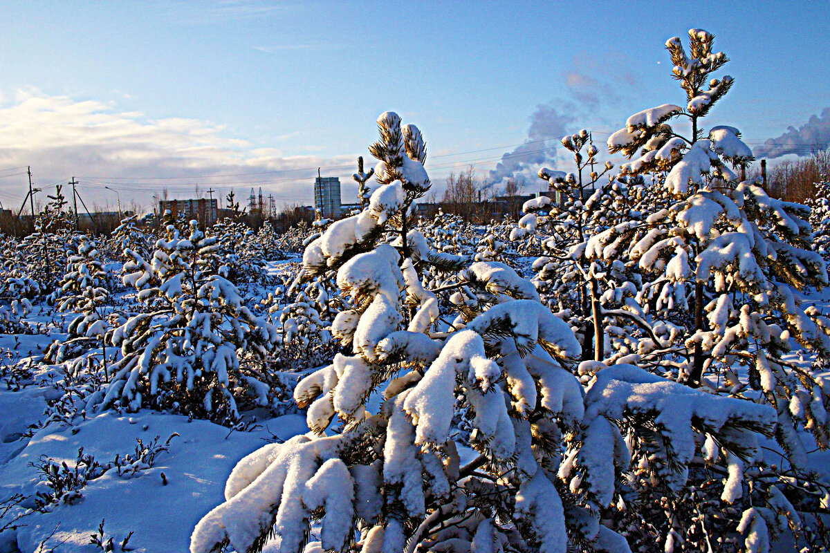 Нефтеюганск- город среди болот! - Владимир 