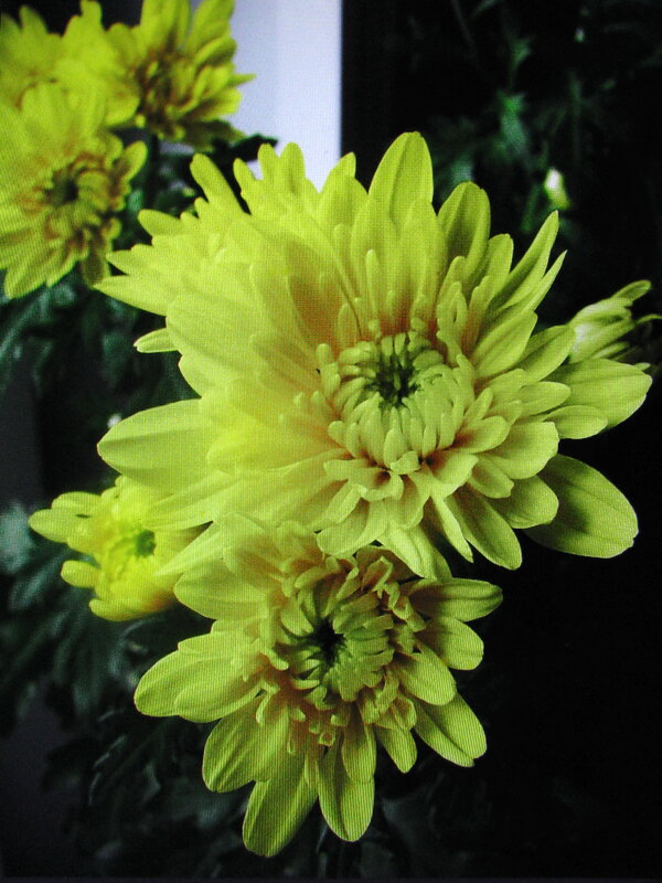 Комнатная хризантема - Людмила Смородинская