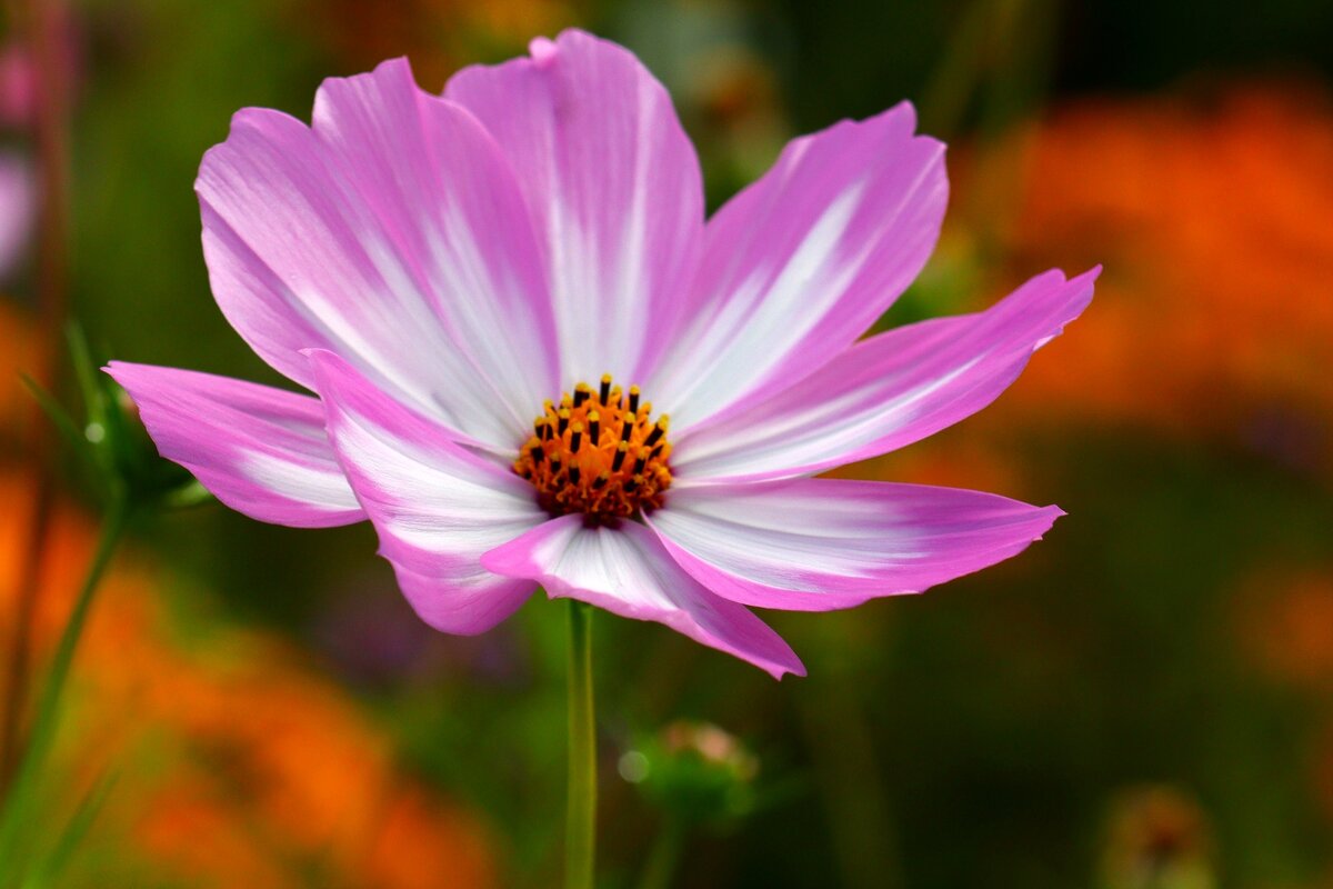 Доброе утро - Юрий. Шмаков