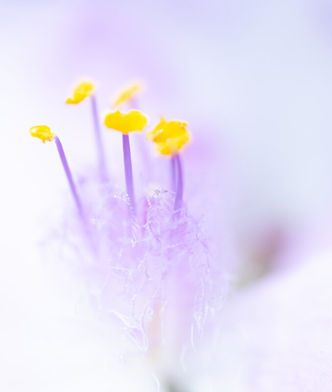 Пестики тычинки - Олег Загорулько