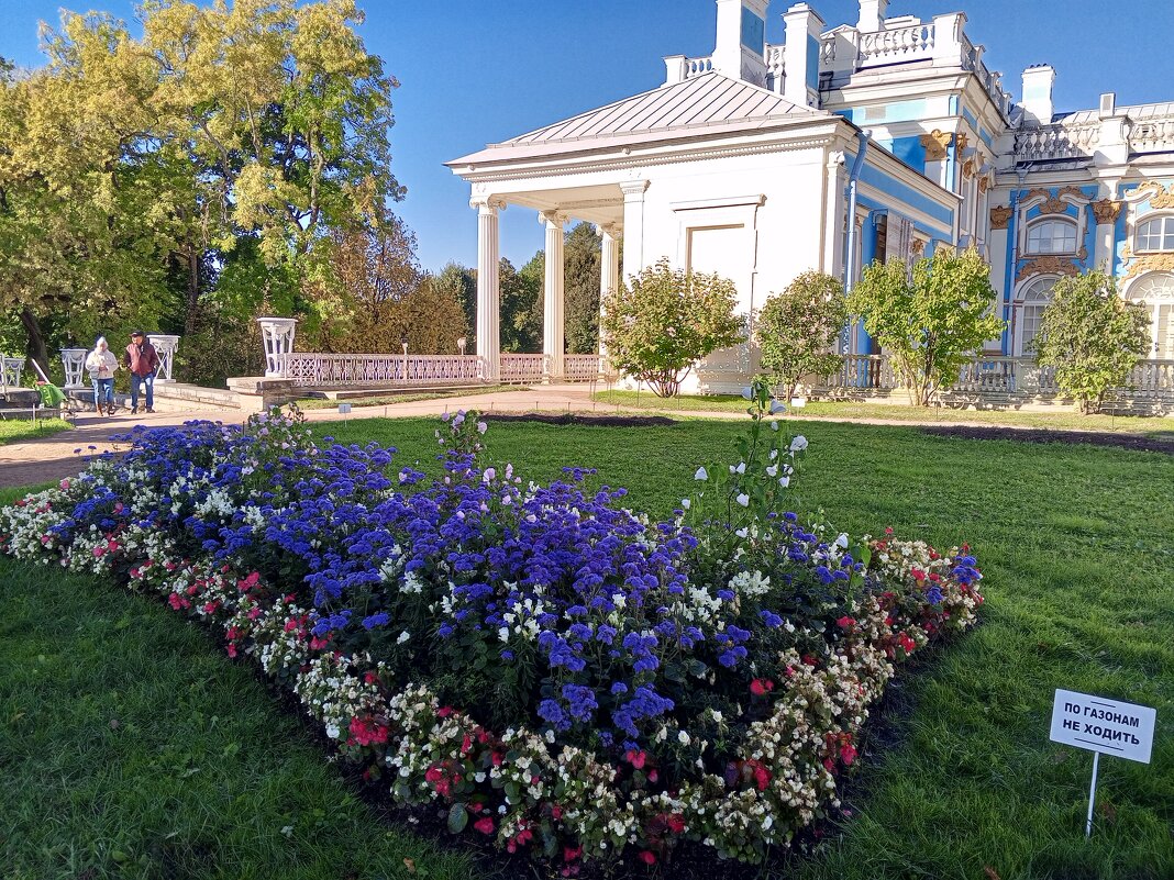 Осенние цветы - Сапсан 