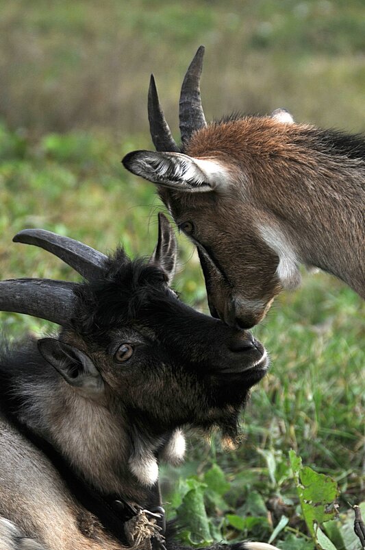 Дочки матери... )) - Владимир Хиль