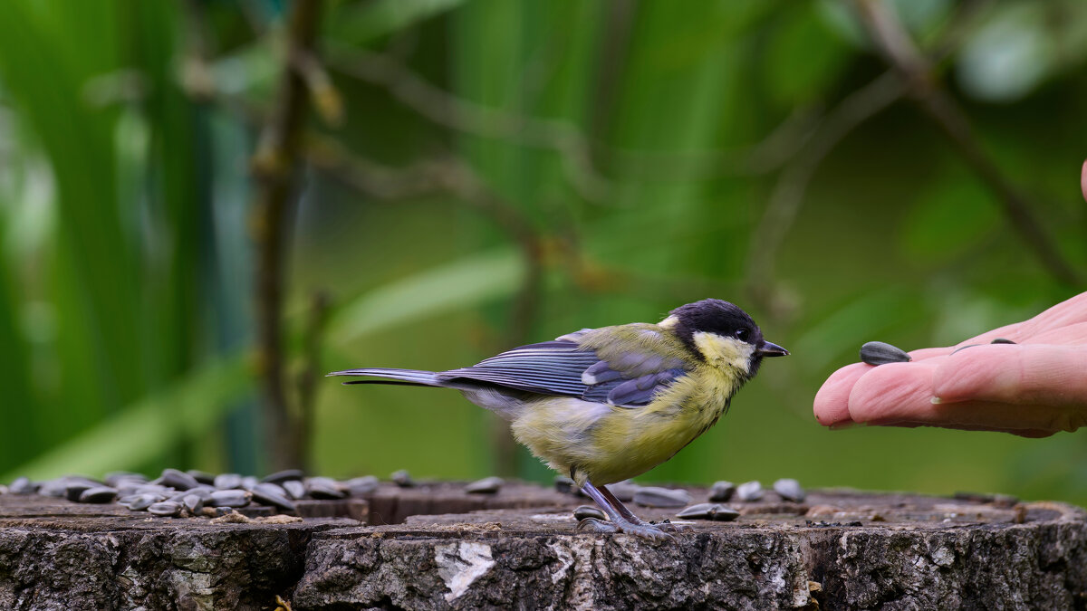 От синички хмурый день светлей.. - Николай Соколухин