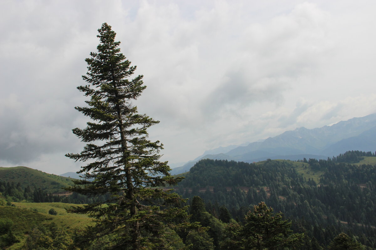 Кавказ - Serega SchütZ