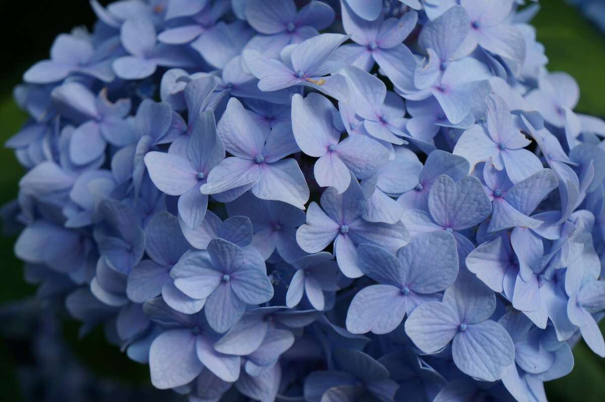 * - Алёна Савина