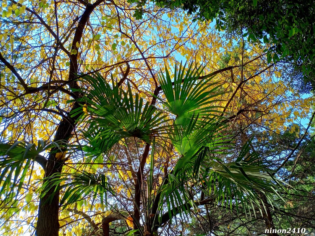 Адлер. Пансионат "Орбита" - Нина Бутко