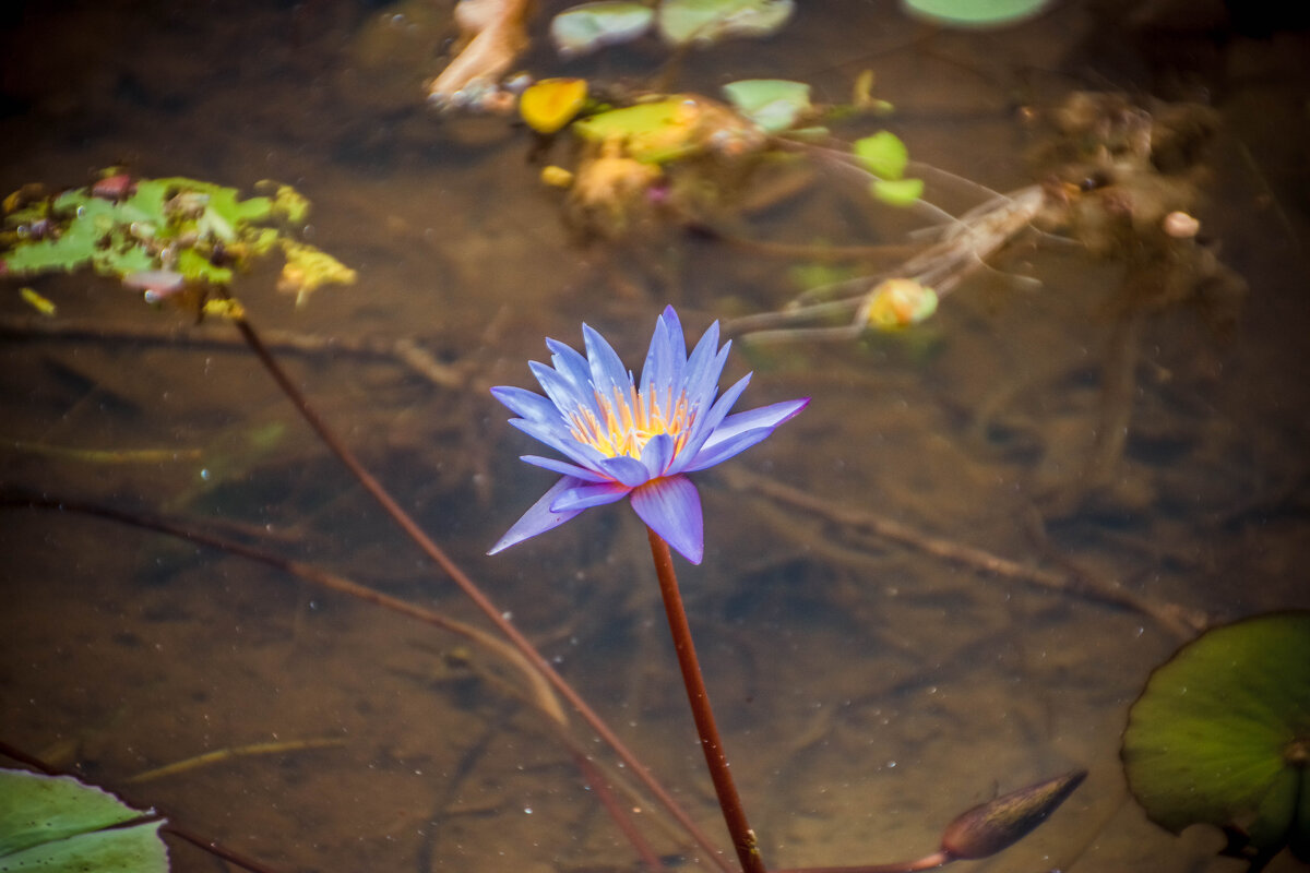 Кувшинка - Максим 