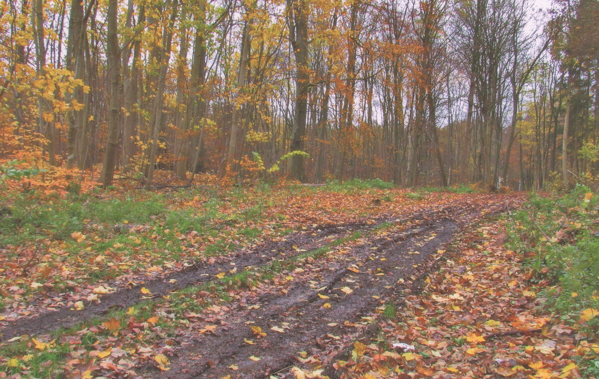 "Грязь сегодня ещё непролазней..." - Андрей K.
