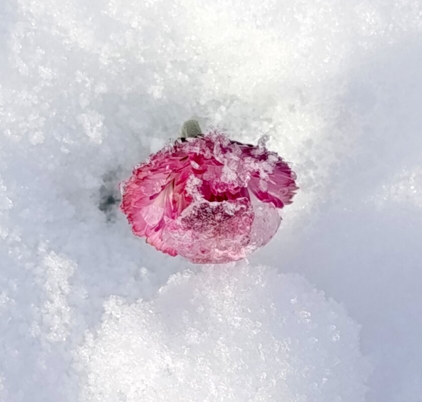 Внезапный снегопад. - tatiana Внезапный снегопад. - tatiana