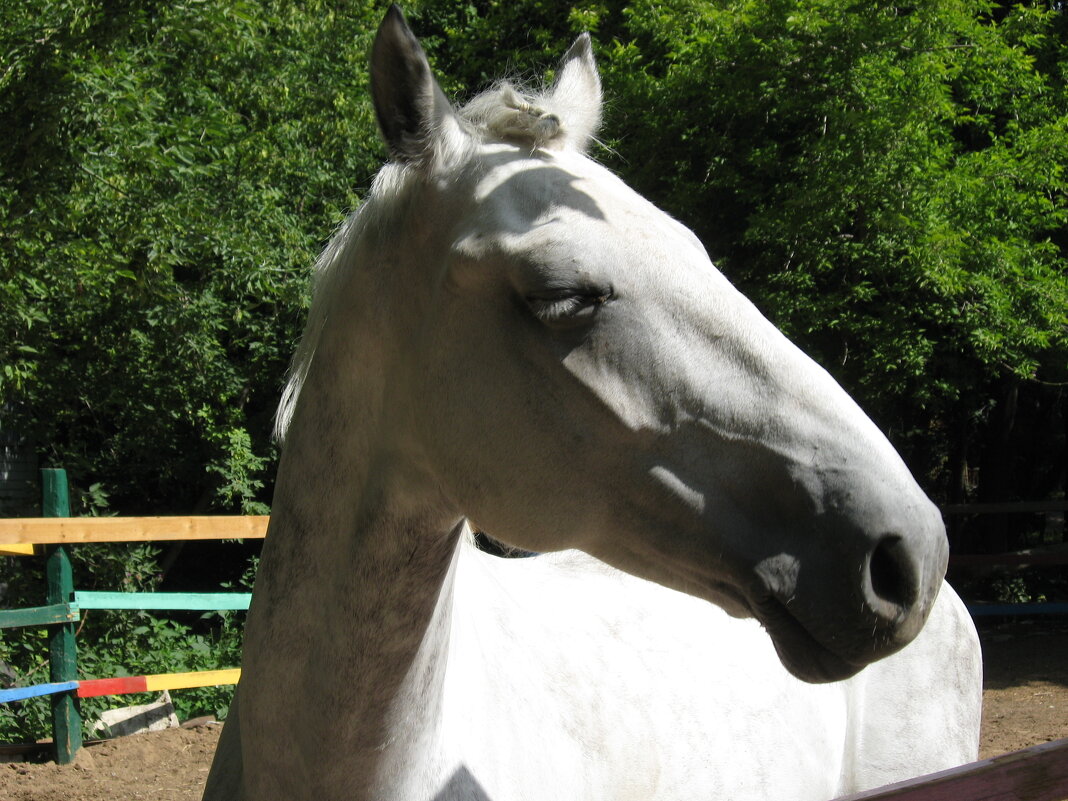 Благородство - Надежда 