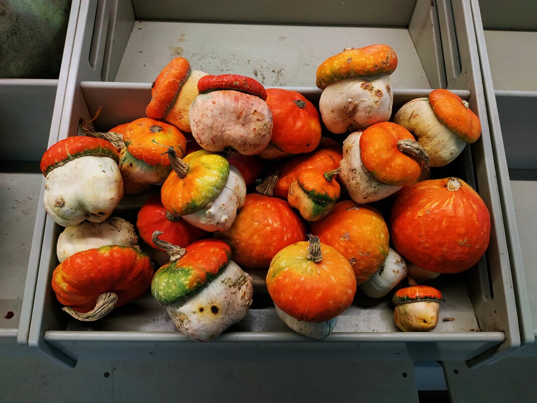 Тыквы больше похожие на грибы - Андрей Лукьянов