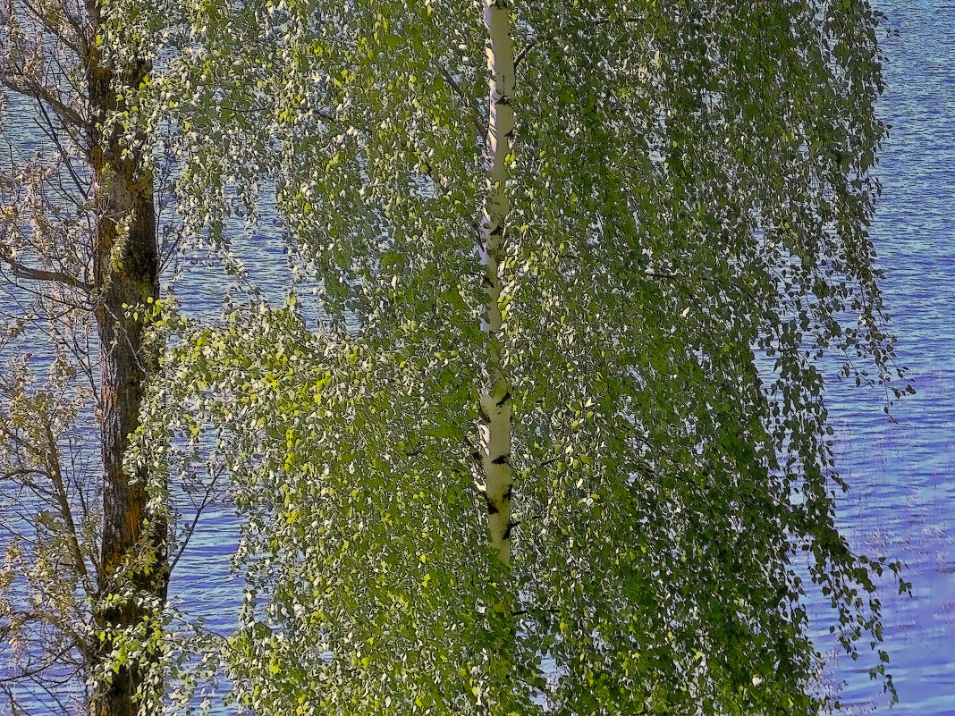 Береза над Невой - Фотогруппа Весна Береза над Невой - Фотогруппа Весна