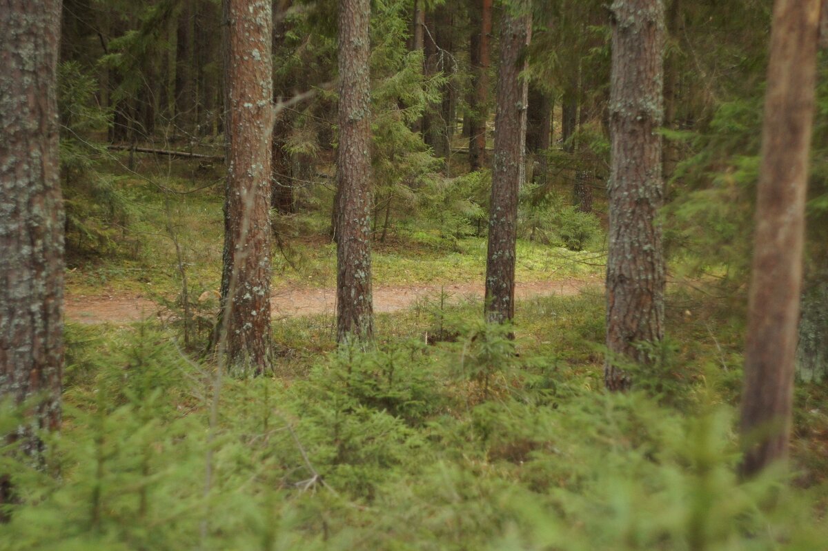 Лес - fogmeadowww m