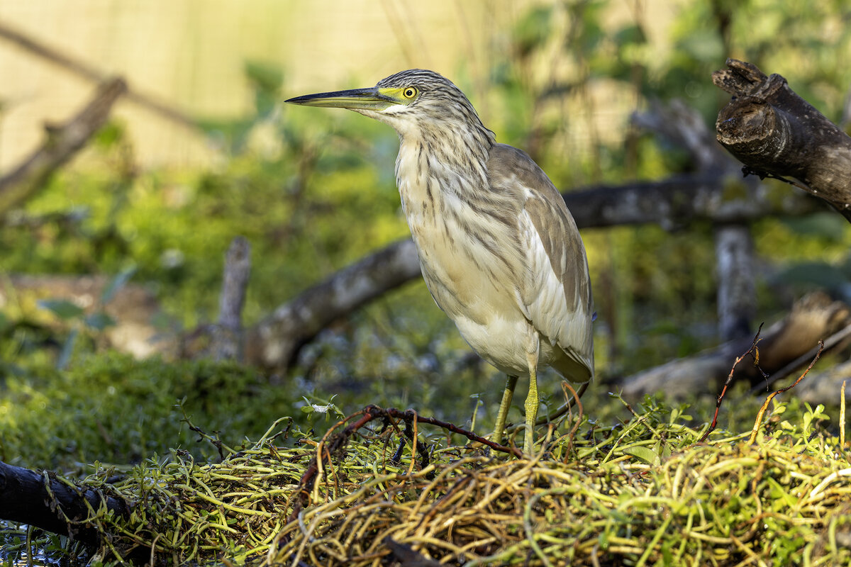 Жёлтая цапля. - Alexander Amromin