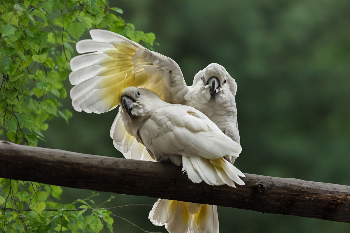 Какаду - SanSan 