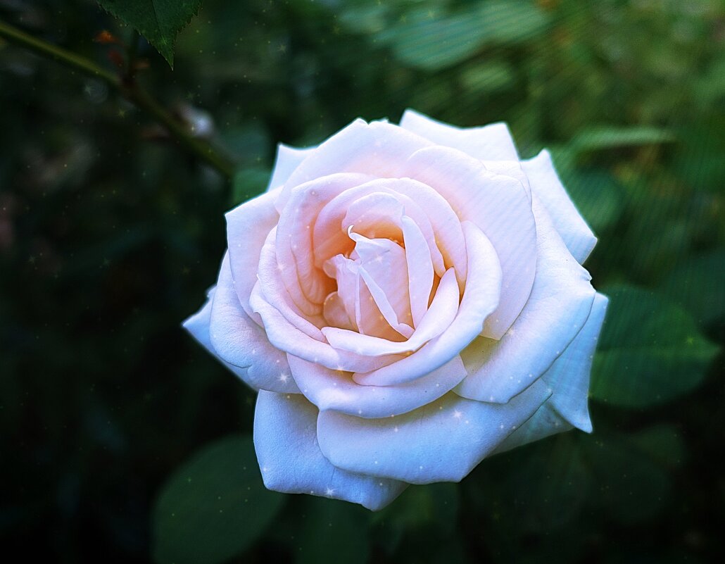 Благоуханье южной розы. - Марина Леонидовна