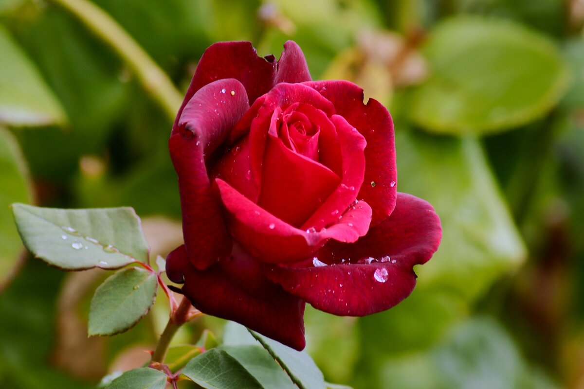 Цветы ушедшего лета - Юрий. Шмаков