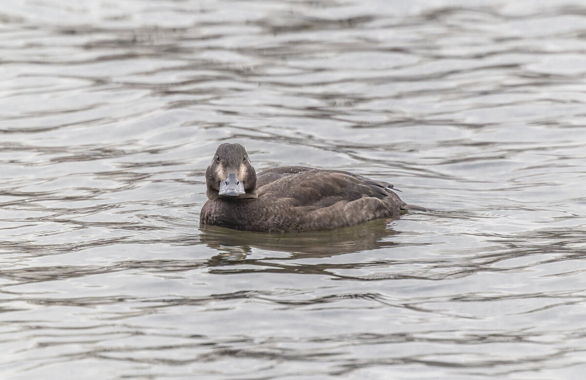 турпан. - юрий макаров