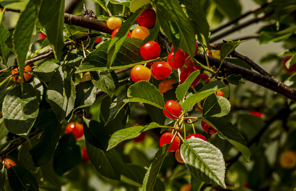 Летние контрасты. - Петр Беляков Летние контрасты. - Петр Беляков