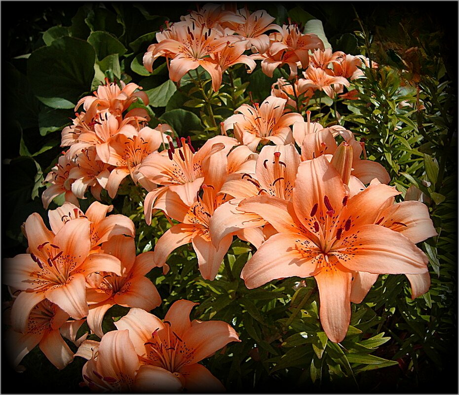 Лилии - Натала ***