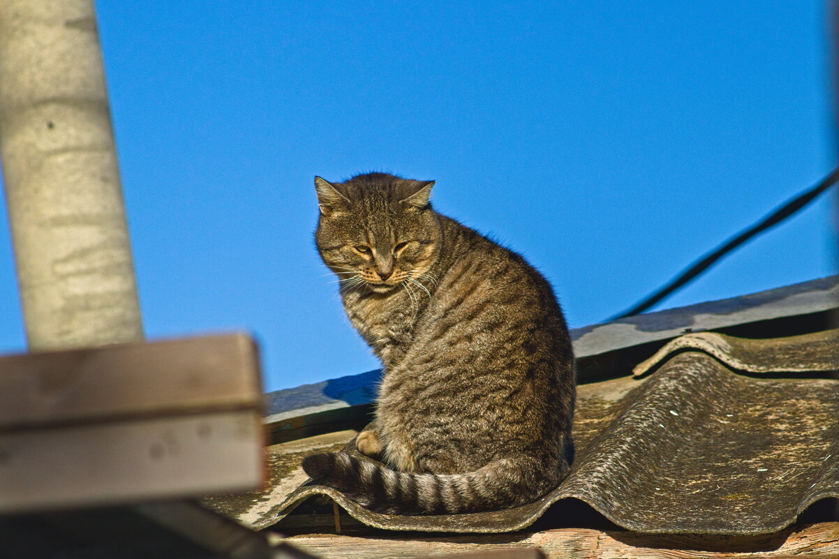 Я на солнешке сижу ,и усами шевелю. - Giant Tao /