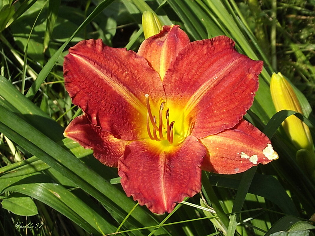 Лилейник - Freddy 97