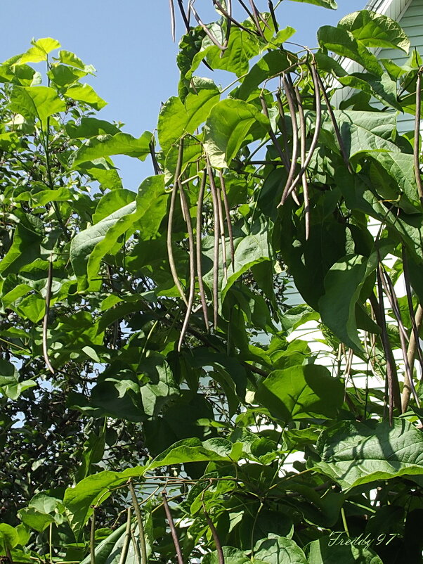 Стручки катальпы - Freddy 97