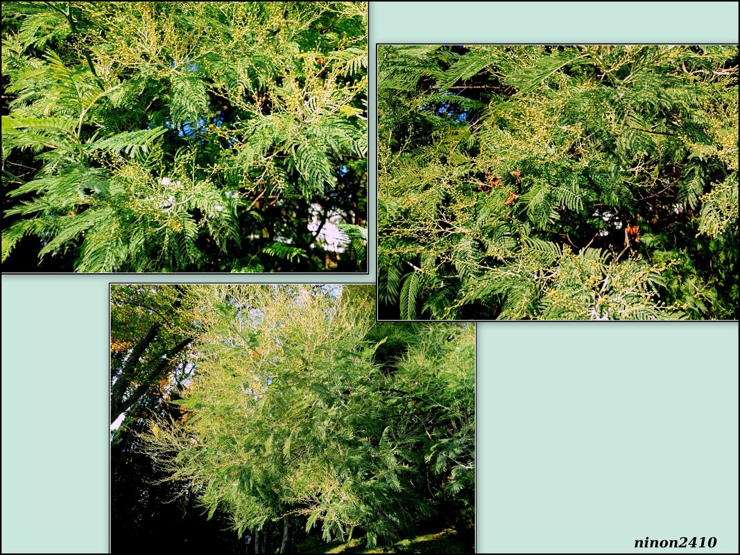 Адлер... ноябрь... - Нина Бутко