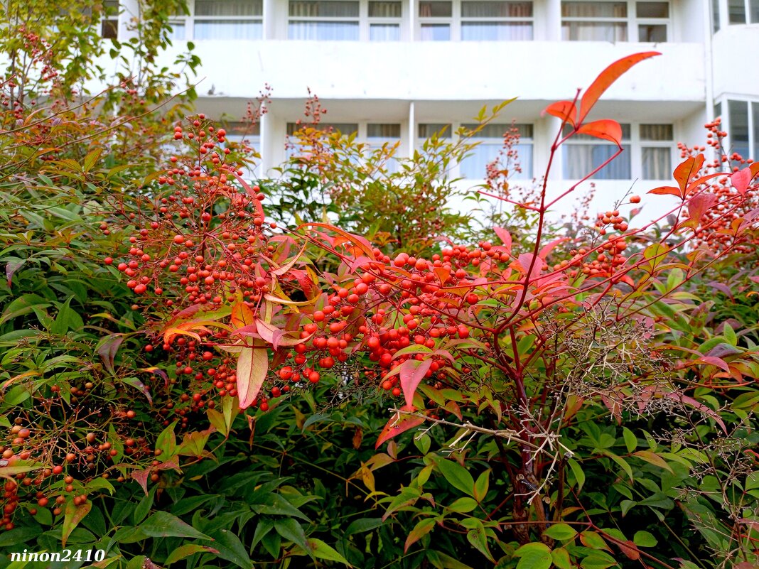 Адлер... ноябрь... - Нина Бутко Адлер... ноябрь... - Нина Бутко