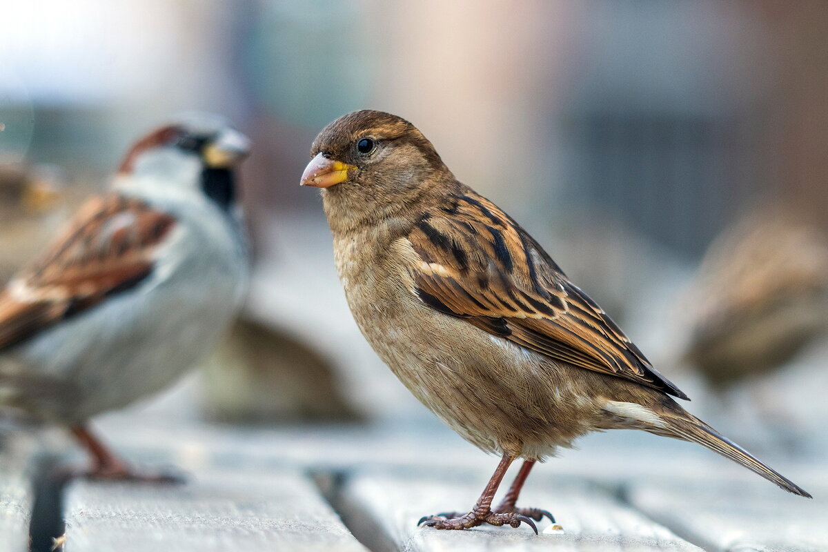 Воробьиха. - Анатолий. Chesnavik.
