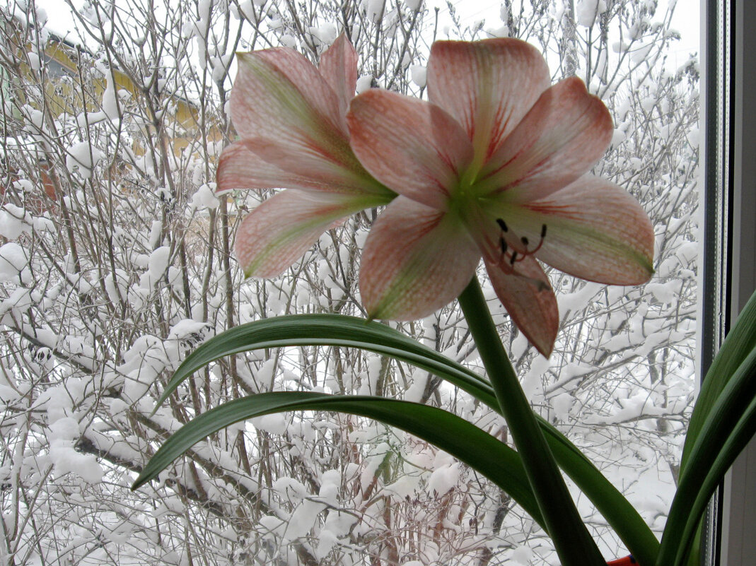 Амариллис на окне - Сергей Ц