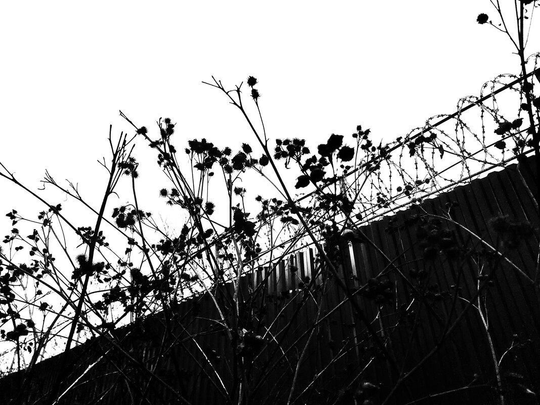 колючки натуральные и не очень - Артём 