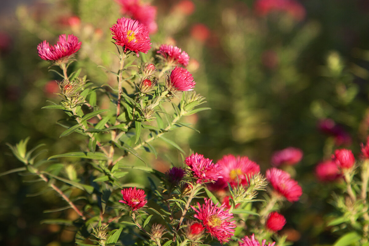 Октябрьские октябринки. - Лилия *