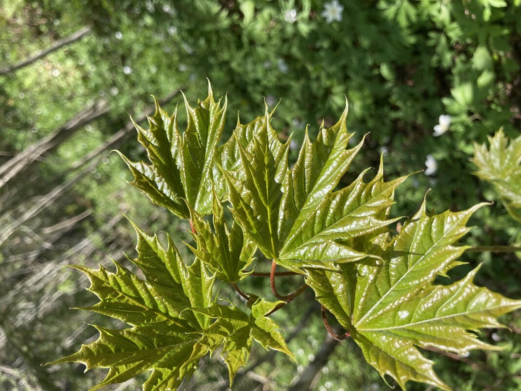 Молодые - Ольга Савельева 