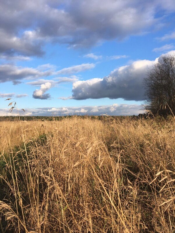 Осень - Ольга Савельева 