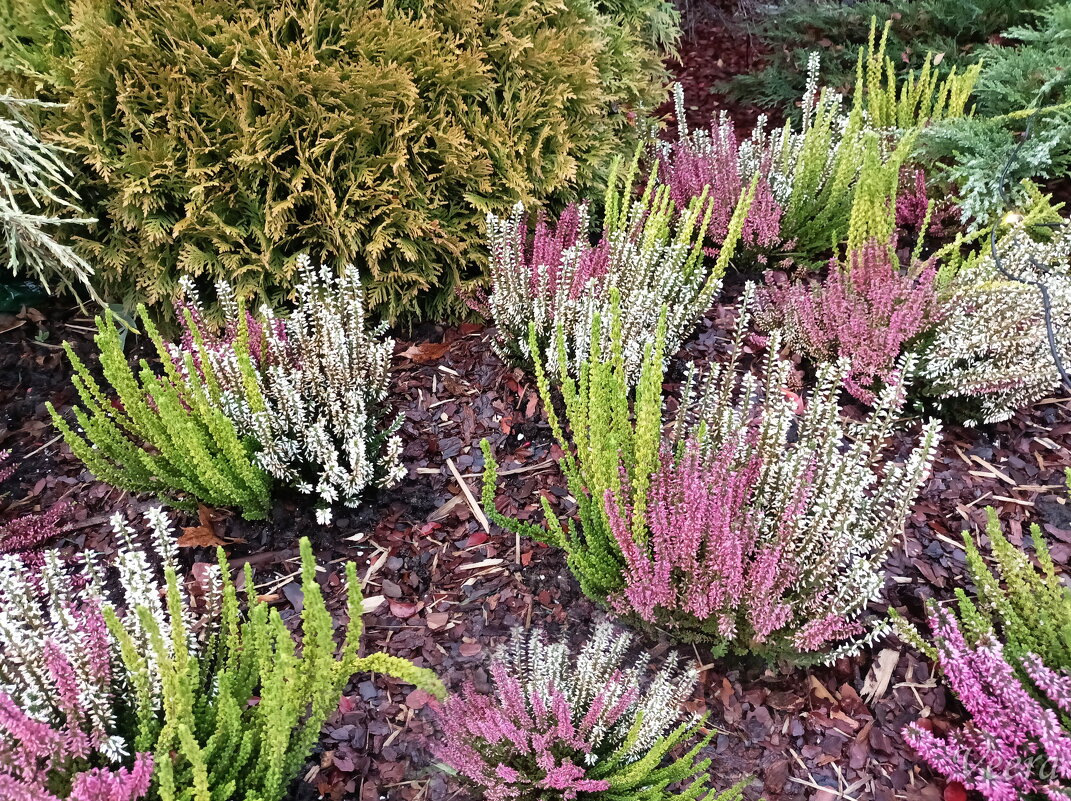 Вереск - Veera V