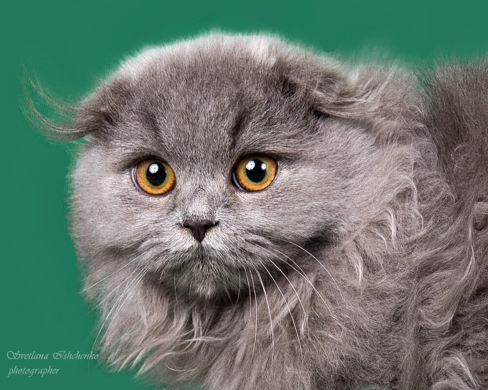 Хайленд-фолд - Светлана Ищенко