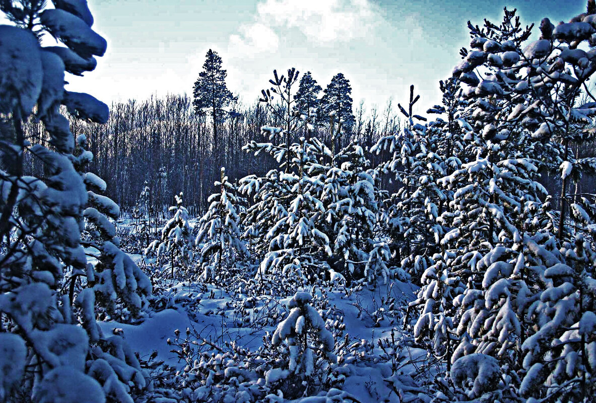 Декабрь...Молодой лес на старой вырубке! - Владимир 