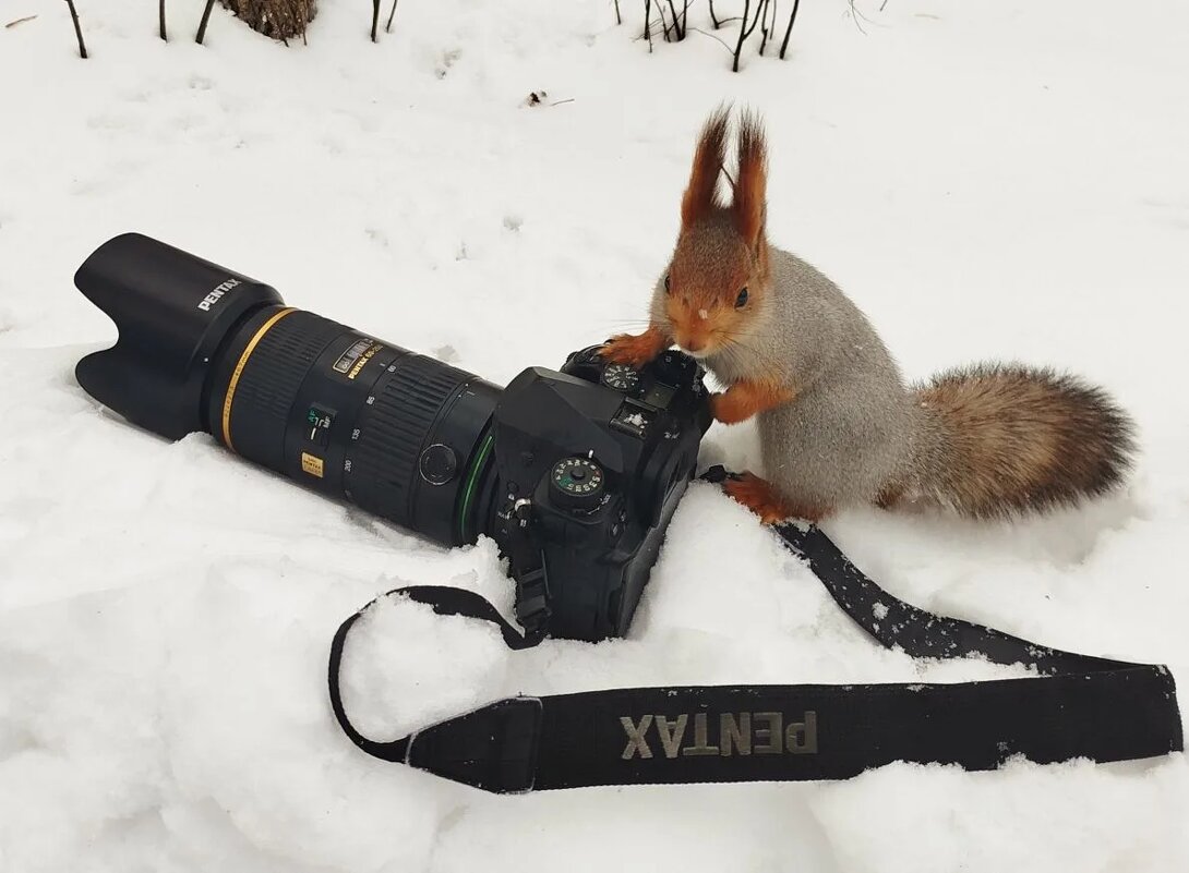 Белка - Михаил Измайлов
