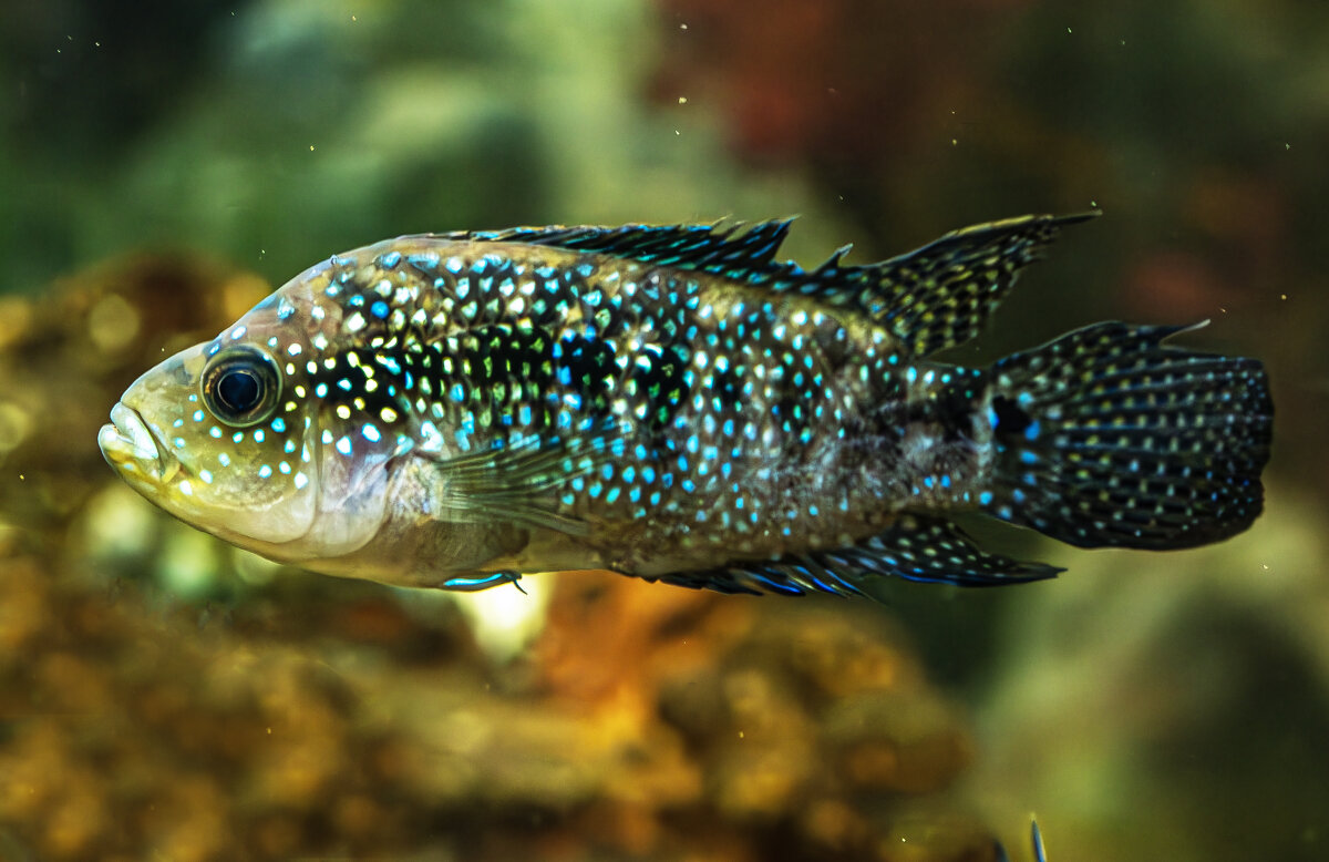 Аквариумные рыбки - Михаил Измайлов