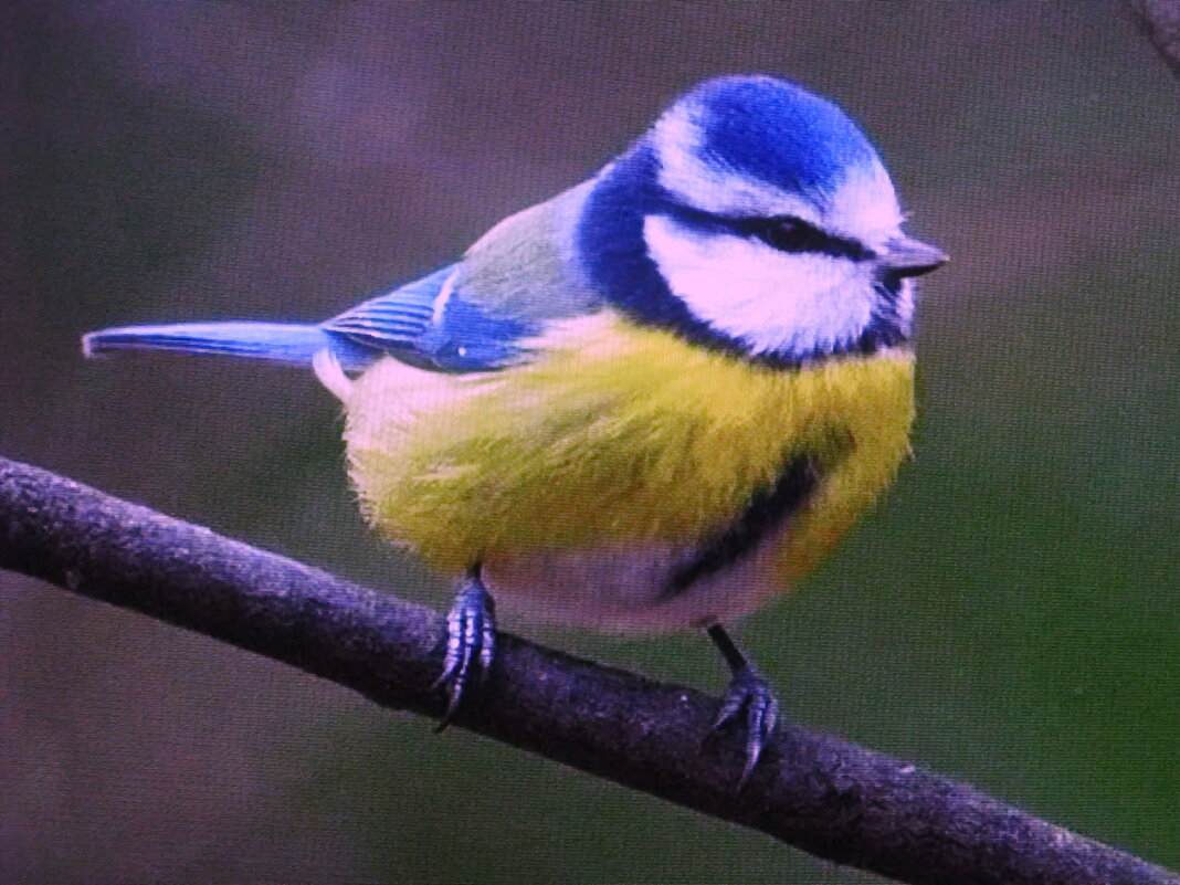 Красотка лазоревка - Людмила Смородинская