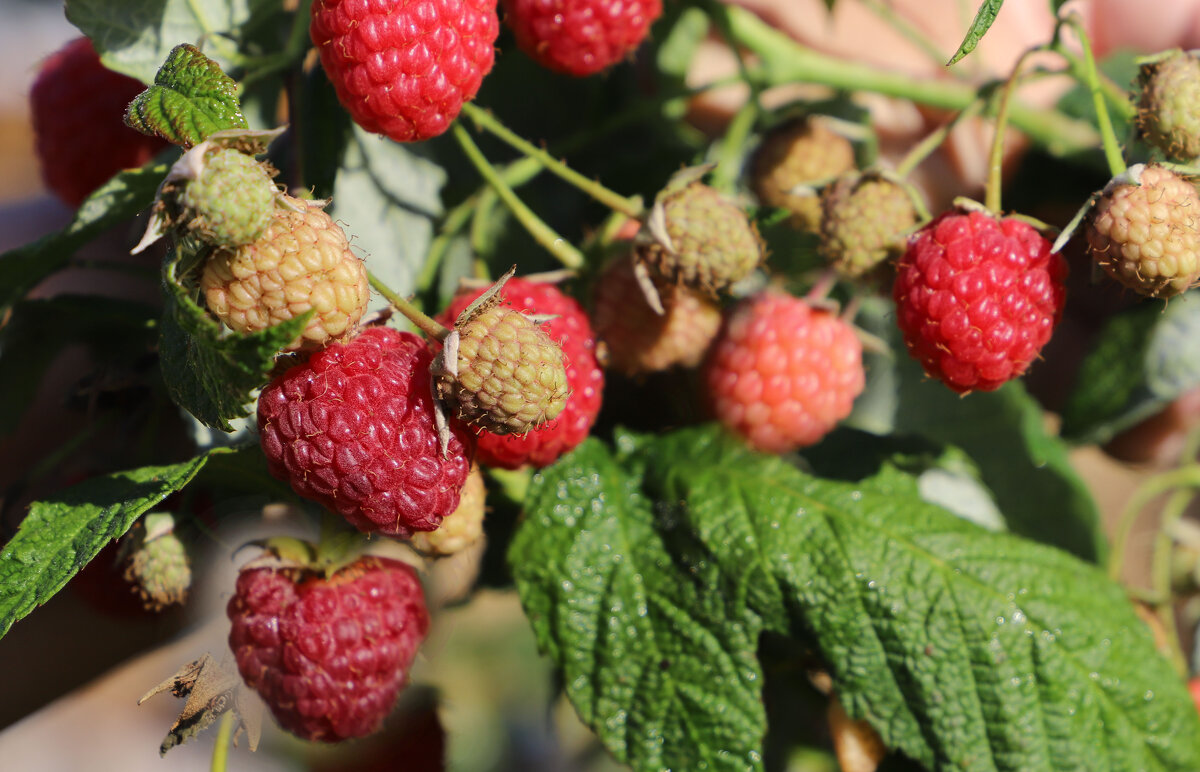 Малинка - краснов юрий 