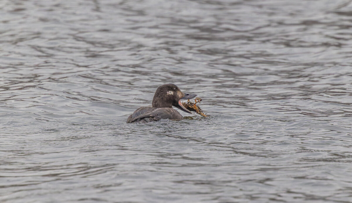 турпан. - юрий макаров